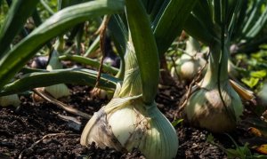 CEBOLA/CEPEA: Chuva no Sul interfere na colheita