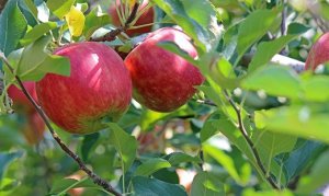 APPLE/CEPEA: Imports reach record numbers!