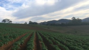 BATATA/CEPEA: Preços sobem no atacado devido ao fim da safra das águas