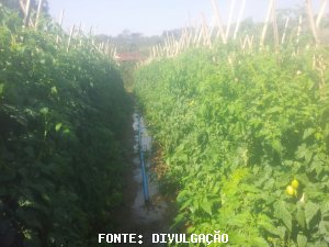 TOMATE/CEPEA: Preços sobem devido ao frio