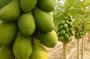 MAMÃO/CEPEA: Disponibilidade de frutas graúdas tem sido maior