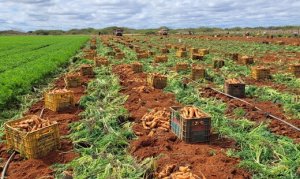 CENOURA/CEPEA: Preço recua ainda mais em MG e fica em R$ 0,37/kg