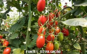 TOMATE/CEPEA: Preço volta a cair no atacado com mais oferta e menor qualidade