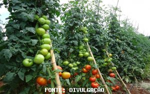 TOMATE/CEPEA: Apesar da intensificação da colheita em algumas praças, tomate fecha em alta