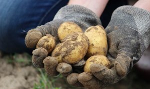 POTATO/CEPEA: It?s the end of the harvest in Vargem Grande do Sul (a region of the Brazilian state of São Paulo)