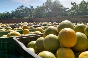 HORTIFRUTI/CEPEA: Multinegócio X Projeto de mesa