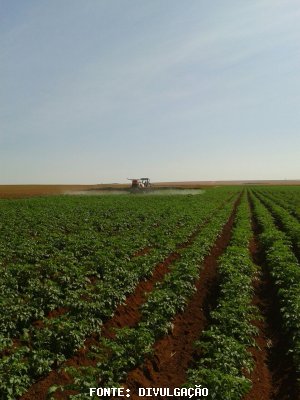 BATATA/CEPEA: Após semana de queda, preços voltam a subir devido às chuvas