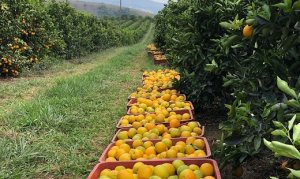 CITROS/CEPEA: Baixas temperaturas retraem demanda por laranja