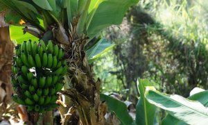 BANANA/CEPEA: Delfinópolis inicia o ano alta no preço