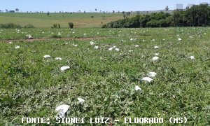 MELANCIA/CEPEA: Calor queima frutas no RS