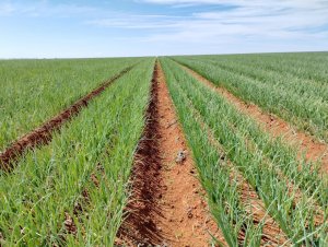 ESPAÇO DO PARCEIRO: Expansão na produção de cebolas no Brasil reforça a importância de cultivares híbridas adaptadas