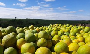 CITROS/CEPEA: Cotações de cítricos continuam a subir