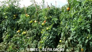 TOMATE/CEPEA: Calor acelera ainda mais a maturação e eleva a oferta