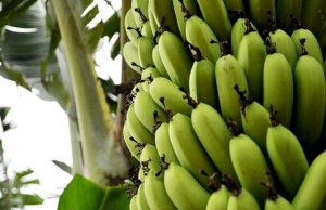 BANANA/CEPEA: Nanica e prata têm preços maiores no Vale do Ribeira