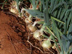 CEBOLA/CEPEA: Produtores de SP começam o mês no vermelho; entenda