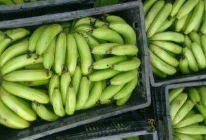 BANANA/CEPEA: Mesmo com aproximação do carnaval, preço está firme no Vale do Ribeira