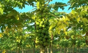 MAMÃO/CEPEA: Primavera é marcada por baixas cotações da fruta