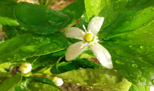 Weather in SP State concerns citrus growers