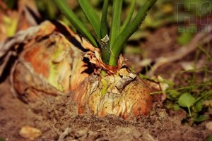 CEBOLA/CEPEA: Minas tem mercado calmo devido à chuva