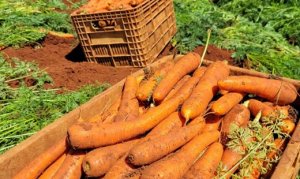 CENOURA/CEPEA: Cenouras do tipo G continuam abundantes em São Gotardo