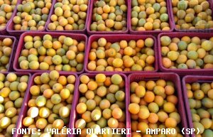 CITRUS/CEPEA: Smaller output may increase unit cost and constrain farmers' revenue