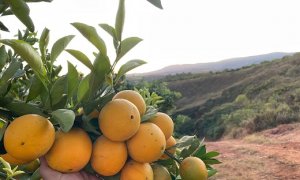 CITROS/CEPEA: Aumento das temperaturas impulsiona demanda e cotações