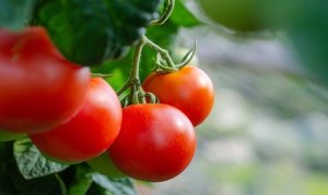 TOMATO/CEPEA: In Itaocara and São José de Ubá (Rio de Janeiro State), the Harvest Is Coming to an End with Good Results in the Field