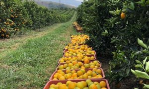 CITROS/CEPEA: Laranja pera in natura atinge R$ 100/cx, novo recorde