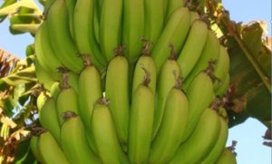 BANANA/CEPEA: Mercado da prata se enfraquece em Bom Jesus da Lapa