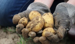 HORTIFRÚTI/CEPEA: Perspectiva para o mercado de batata em 2025