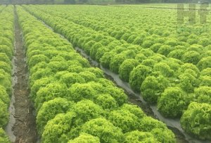 ALFACE/CEPEA: Produção começa a se recuperar no cinturão verde paulista