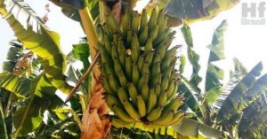 BANANA/CEPEA: Temperatura adianta colheita em Bom Jesus da Lapa