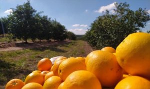 CITROS/CEPEA: Demanda é fraca, mas absorção industrial segue sustentando preço da laranja