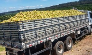 CITROS/CEPEA: Paralisação limita escoamento no início da semana