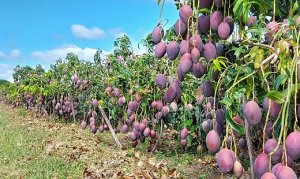 MANGA/CEPEA: Com fim de mês e feriado, demanda é reduzida no Vale