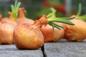 CEBOLA/CEPEA: Aumento da oferta e queda no consumo pressionam preços no Cerrado