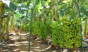 BANANA/CEPEA: Altas cotações freiam comercialização no Norte de MG