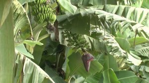 BANANA/CEPEA: Mesmo em início de mês, preços recuam em Bom Jesus da Lapa