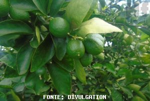 CITRUS/CEPEA: Availability of tahiti lime should continue high in April