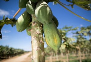 MAMÃO/CEPEA: Entrada da Ceagesp está contida com chuvas no ES e na BA