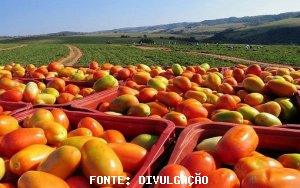 TOMATE/CEPEA: Tomate rasteiro de GO prejudica cotações nos atacados