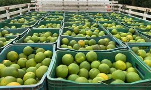 Semana termina com recuo dos preços da tahiti. Laranja in natura fica estável