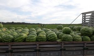 MELANCIA/CEPEA: Oferta restrita e falta de caminhões favorecem cotações