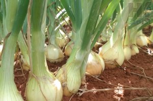 CEBOLA/CEPEA: Com chuva dando trégua, Ituporanga deve avançar na colheita