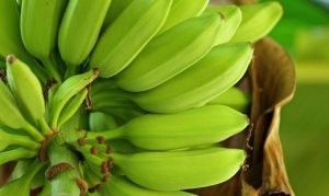 BANANA/CEPEA: Ritmo de colheita de prata aumenta em Delfinópolis