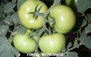 TOMATE/CEPEA: Semana fecha em queda, mas a próxima deve ser melhor