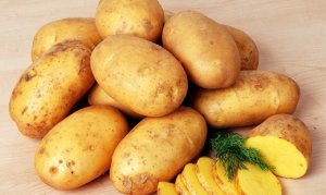 BATATA/CEPEA: São Mateus do Sul tem excelente produção!