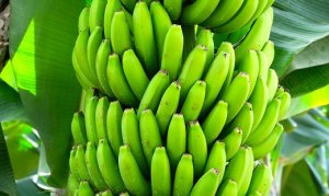 BANANA/CEPEA: Exportação brasileira ao Mercosul está devagar