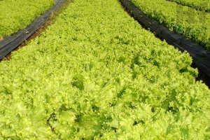 LETTUCE/CEPEA: Weather conditions contributes to production	