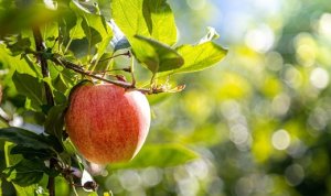 APPLE/CEPEA: Imports continue to increase